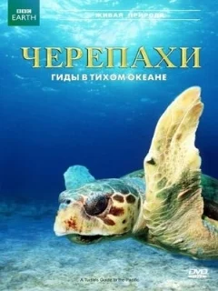  Черепахи: Гиды в Тихом океане 